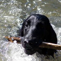 /album/don-perignon-cerna-slunicka/uvod-1234-jpg/